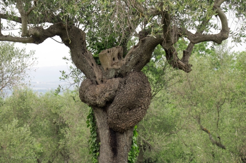omhelzing van olijfboom