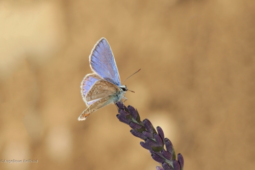 Esparcetteblauwtje, bij Saint Remeze, Provence